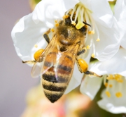 &copy; Saimanfoto / stock.adobe.com