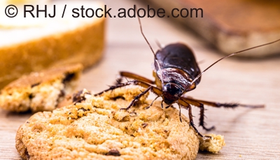 Das Auftreten von Kakerlaken ist im Umfeld des Menschen immer ein Hygieneproblem