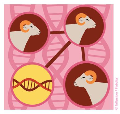 Aus 1 mach n (gleiche!) Tiere